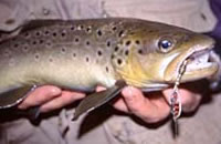 Brown trout