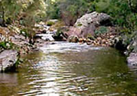 Rose River