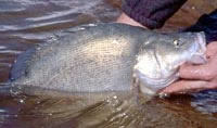 Golden perch