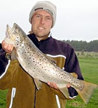 Brown trout