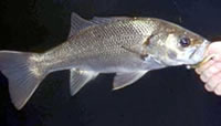 Australian bass