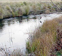 Delegate River
