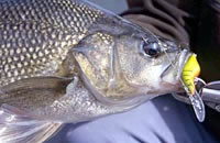 Australian bass