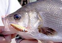 Estuary perch