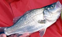 Estuary perch