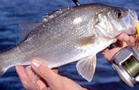 Estuary perch