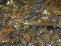 Brown trout