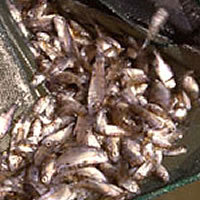 Australian bass fingerlings