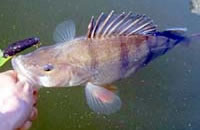 Redfin