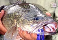 Murray cod