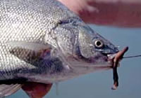 Silver perch