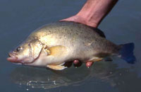 Golden perch