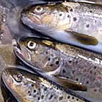 Brown trout