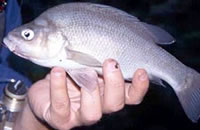 Macquarie perch