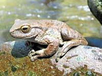 SpottedTreeFrog