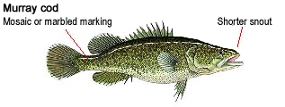 Murray cod