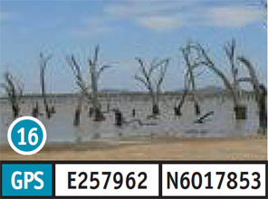 Kow Swamp