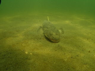 Dusky Flathead Cover