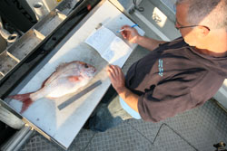 Tagged Snapper