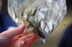 Estuary Perch