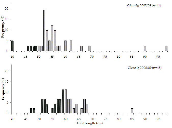 Figure 26. Bar chart shows the length and frequency distribution of mulloway