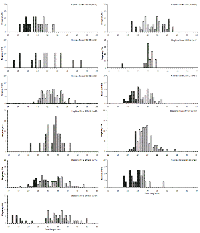 Figure 34. Bar chart shows the length and frequency distribution of estuary perch