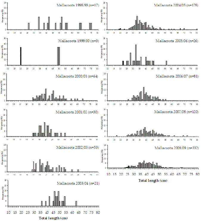 Figure 10. Line chart shows the length and frequency distribution of dusky flathead caught Mallacoota Inlet showing a greater range in lengths but less frequency in recent years.