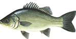 Australian Bass