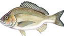 black-bream