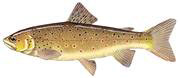 brown-trout