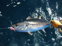 fig6-reel-scientist-fishing