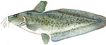 freshwater Catfish