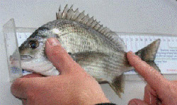 measuring-bream