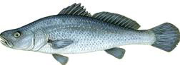 mulloway