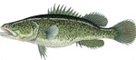 murray-cod
