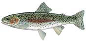 rainbow-trout