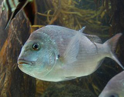 snapper-being-monitored