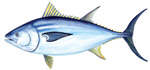 Southern Bluefin Tuna