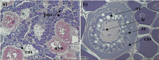 Figure 3. a) Histological section of the ovary from a female King George whiting collected in May that was classified as macroscopic stage 3 (magnification x 100), b) close up of a cortical alveoli or developing oocyte stage (magnification x 250).