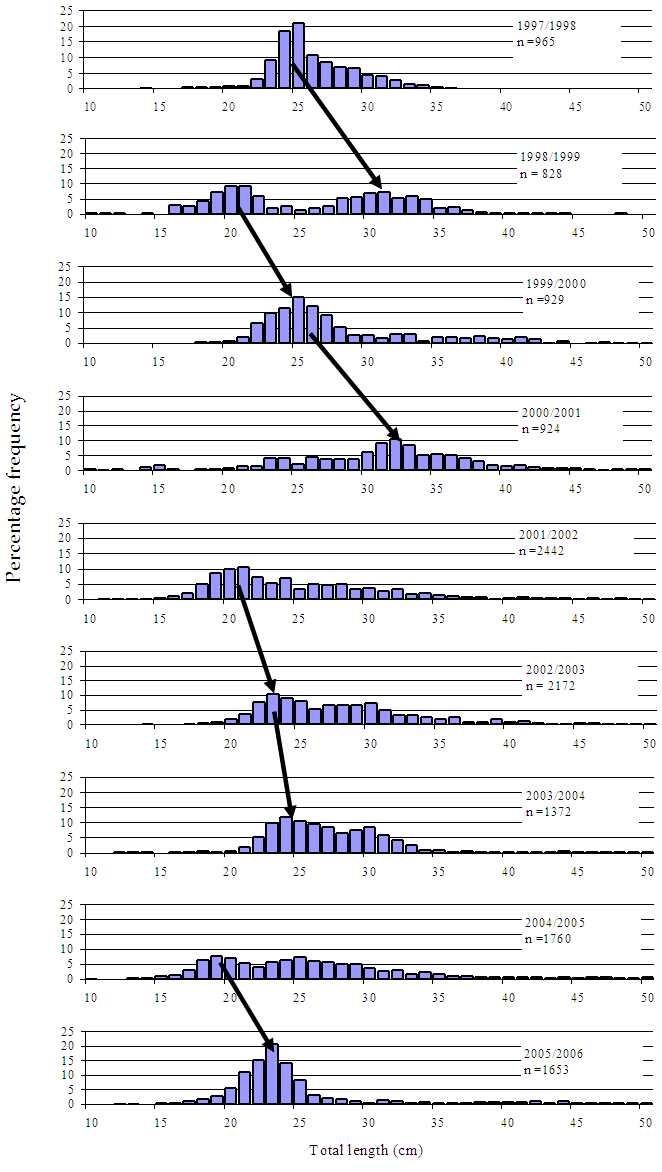 Figure2 - Several bar charts showing size composition of snapper caught in Port Phillip Bay. The latest charts suggest that the 3 year cycle is getting.