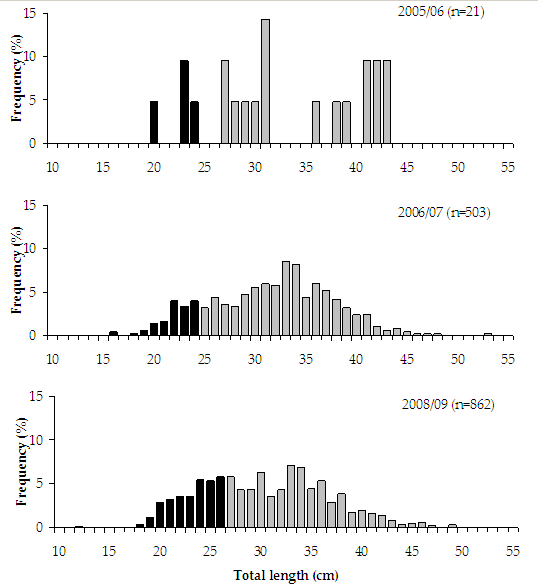 &quot;Figure 2. Bar chart shows length of fish and frequency distribution of estuary perch, 33-34cm being the most frequent in both years&quot;
