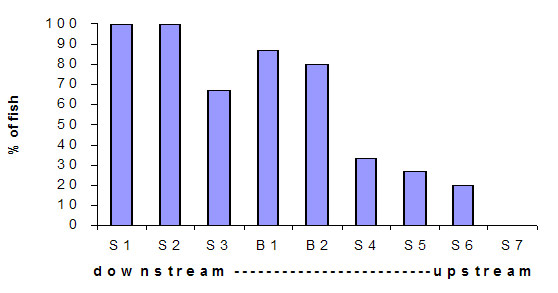 Graph: Figure 5. Percentage of tagged estuary perch recorded at VR2 listening stations laterally along the Snowy River estuary. 