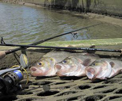 estuary-perch-anderson-inlet