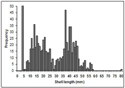 This graph shows the size frequency of shell lengths ranging between 0 to 80mm.