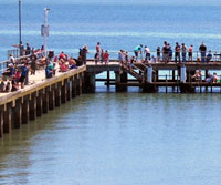 Junior fishing day being ran at Corinella Boating & Angling Club