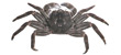 Red Shore Crab