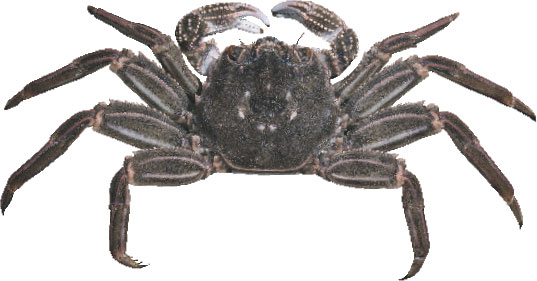 Red shore crab