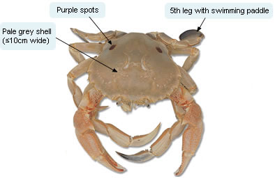 Sand crab detail