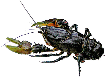 Glenelg Spiny Crayfish