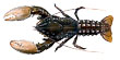 Spiny Freshwater Crayfish